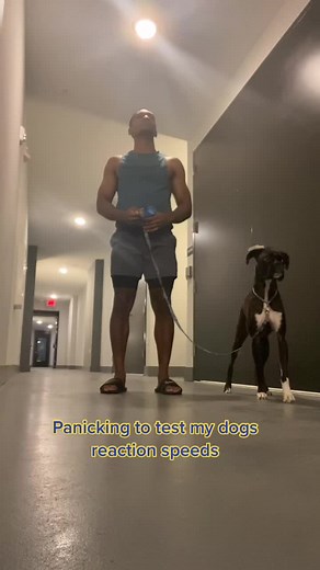 Wiggle Reaction Test #boxers #boxersoftiktok #brindleboxer #brindle #laugh