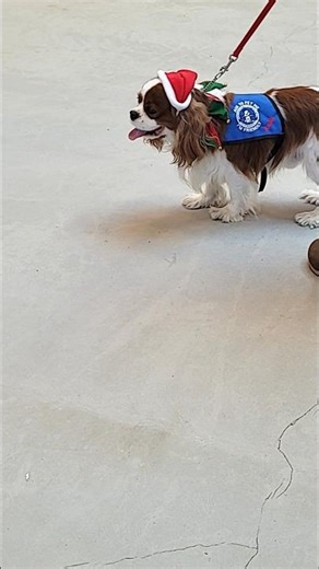 Lily & Archie (the greeter dogs) 🐕 🐶 🦮 🐕‍🦺