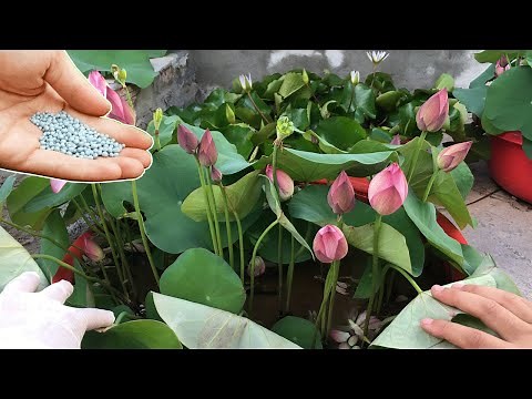 How to properly fertilize potted lotus | growing lotus at home