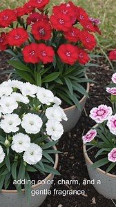 Dianthus: A Complete Guide for Vibrant Blooms | Home Gardening