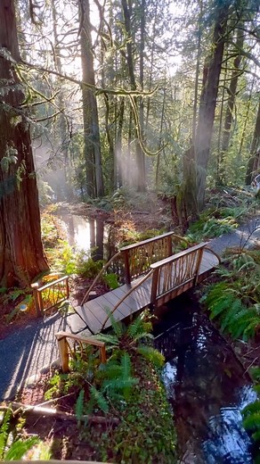 Sebastian | Outdoor Adventures on Instagram: "Sleeping in the trees at Trillium Treehouse @treehousepoint"