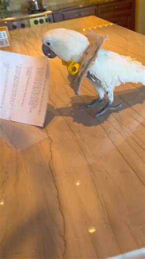 Reading my parrot’s report card out loud 😂 Based on a true story #cockatoo #parrot #story #funnyreels #adoptdontshop | The Parrot Lady