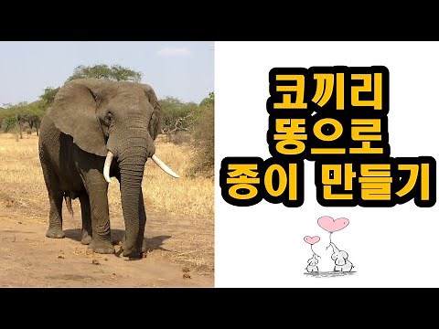 코끼리 똥으로 종이 만들기 #초등학교 4학년 1학기 과학(4. 혼합물의 분리)