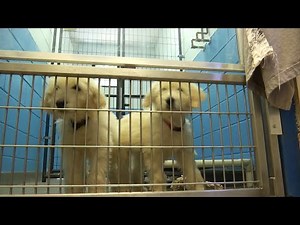 Animal shelter at capacity in Franklin County