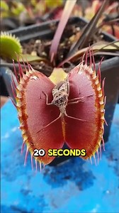 Plants That Can COUNT?! 🌱😮.... #animals #wildlife #facts