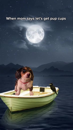 Pup cup emergency 🚨 #MemeCut #dogsoftiktok #funnydog #dogtok
