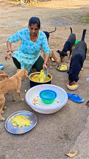 cute dog #doglover#puppy #labrador #shortvideo #