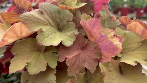 How Coral Bells Can Add Color To Your Front Yard