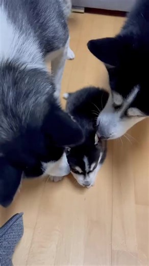 Husky Dog Facts and Care Tips