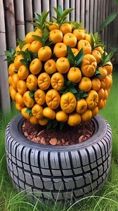 MAXIMIZE Your Orange Harvest with This simple planting trick #farming #satisfying #shorts #orange | Tree Garden