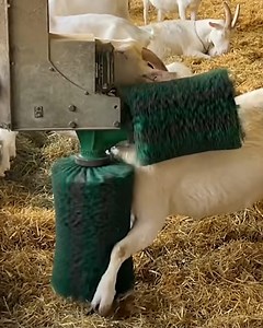 339K views · 1.1K reactions | Check out this self-cleaning machine for farm animals | Nifty & Thrifty | Facebook