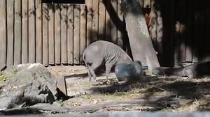 3.8K views · 150 reactions | Myrtle, the #babirusa, practices for America Recycles Day on November 15. | ZooTampa at Lowry Park | Facebook