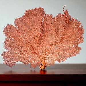 Real Coral for Home Decor Sea Fan Coral Tree Collection Seashell Natural Red-rust Coral for Aquarium Desk Ocean Wedding Christmas's Gift - Etsy