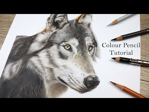 How to Draw a Wolf in Colored Pencil | Step-by-Step Realistic Tutorial