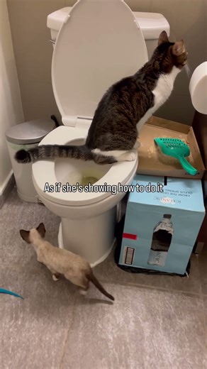 Cat using toilet #猫 #cat #cute #funnycats #kitten
