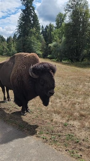 9.9K views · 432 reactions | Sound up for bull bison grumbles! 怜 | Northwest Trek Wildlife Park | Facebook