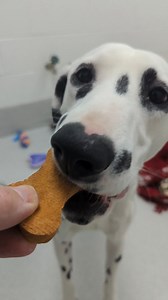 5K views · 1K reactions | Meet Pinocchio, Jiminy, and Gepetto! ...