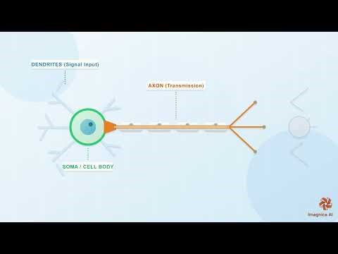 How Neurons Send Signals | AI Explains Human Brain in Hindi