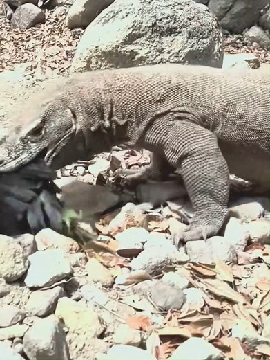 #wildanimals #animal #lion #hyena | Animal World