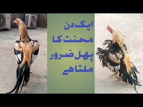 God bless you thanks Allah new video aseellovers k liy special #ditaaseel