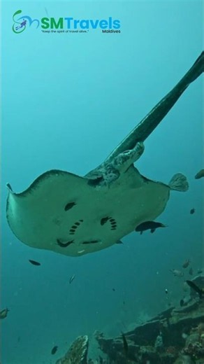 #mantaray #maldives
