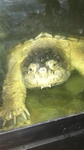 Snapping turtle #turtle #animals #reptile #fyp #viral