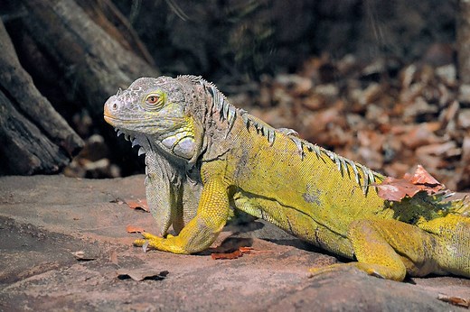 ▷ Iguana » Características, Alimentación, Hábitat, Reproducción, Depredadores