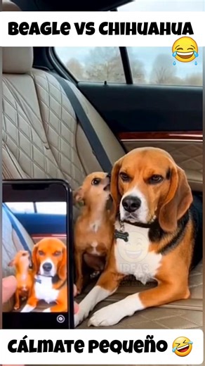 Beagle vs Chihuahua 🐈🐶 #animalesgraciosos #funnyvideo #gatos #funnyanimals #fyp #beagle