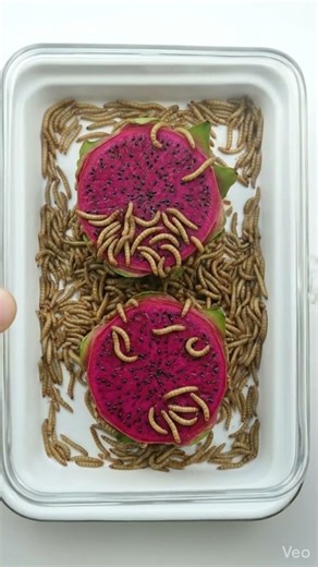 Mealworms and Dragon Fruit | Macro Decomposition Experiment