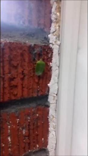 Saw What Looks To Be a Shield Bug. Any Guesses Of What It Is?