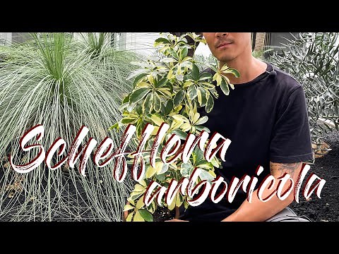 Schefflera arboricola care and propagation in soil and water (with updates)