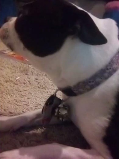 Making Minnie a cardboard dog house