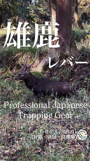 罠猟師「ジビエ鹿のレバー」 鹿の肝臓（レバー）です。 愛犬のために鹿レバージャーキーを作ります。 太い血管など余分は部分はトリミングしてスライスします。 薄くスライスされたレバージャーキーは愛犬の大好物です。 余すことなく家族全員で有り難く頂きます。 自然と命に感謝！ ありがとう絶好調最高！ . ------------------------ . Nature's Superfood: Wild Venison Liver for My Best Friend 🦌💎 The liver is the most nutrient-dense part of the animal. Today, I’m crafting premium jerky for my dog from fresh, wild-caught venison liver. 🔪 Human-Grade Quality: I treat every piece with the same respect as if it were for a high-end restaurant. I carefully t