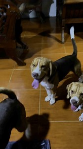 It's like coaching a team of two-year olds😅 The difference is no crying when someone slips and falls🤣#fyp #foryoupage #foryou #BeagleLife #BeagleLovers #BeagleNation #BeagleDaily | Baltik’s Beagle Pawmily