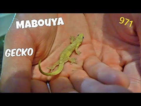 Gecko ; Mabouya ; Petit Lézard ; Faune ; Guadeloupe ; Sainte Anne ; 971 ; France