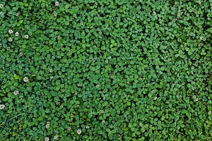 Why People Are Replacing Lawns With Clover (and Loving It)