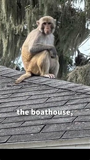 Monkey business: Wild rhesus macaque spotted at Mount Dora hotel