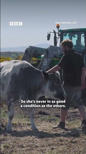 Justice 4 Gloria the cow! 😭 🐄 #thisfarminglifeS8 #bbciplayer