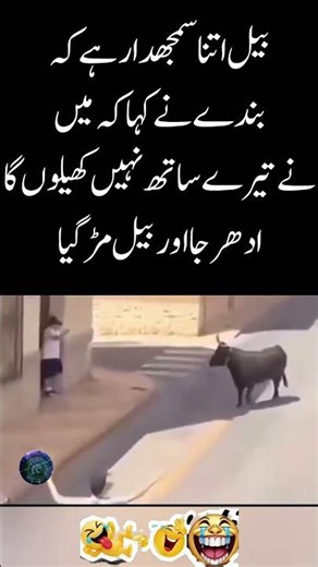 Bull Refuses to Play Like a Boss 😂 Funny Animal Moment