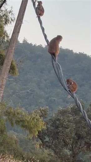 RHESUS MACAQUES MONKEY