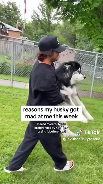 Funny and Dramatic Husky Videos | Reasons my Husky got Mad | Dog TikTok