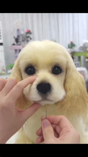 #petlovein Love never leaves. It stays in a different form. Create a tribute. www.petlovein.com