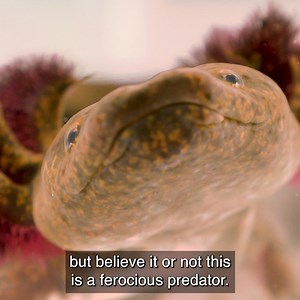 This little creature was so cute! Rumor has it that these amphibians bark like puppies when caught... time to find out the truth for ourselves! | Coyote Peterson