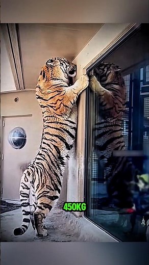 The world's largest tiger: an unstoppable predator