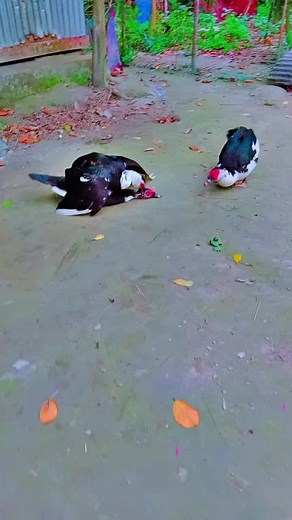 Ducks Displaying Dynamic Behavior in Outdoor Setting