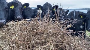 2.7K views · 46 reactions | The latest Farming@Home video is all about Beef! Dorset farms are full of cattle some of which help to produce beef for our dinner tables, find out more about the hard work of UK beef farmers in this video! | Dorset County Show | Facebook