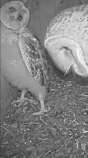 Fluffy Barn Owl Babies Go Wild! 🦉💨 Pouncing & Flapping Inside Nest Box!