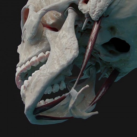 Digastric muscle and its action