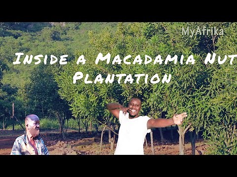 FARMING IN AFRICA VISITING THE Macadamia Nut FARM in SOUTH AFRICA