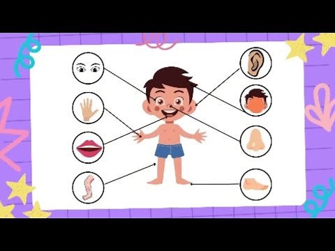 Human body parts (A Guide to Human Anatomy)